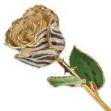 Lacquer Dipped 24k Gold Trimmed Cream/Black Zebra Real Rose