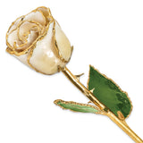 Lacquer Dipped Gold Trimmed Cream/White Real Rose