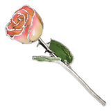 White/Pink Lacquer Dipped Silver Trimmed Real Rose