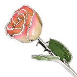 White/Pink Lacquer Dipped Silver Trimmed Real Rose