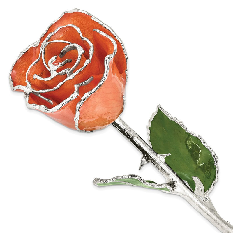 Orange Lacquer Dipped Silver Trimmed Real Rose