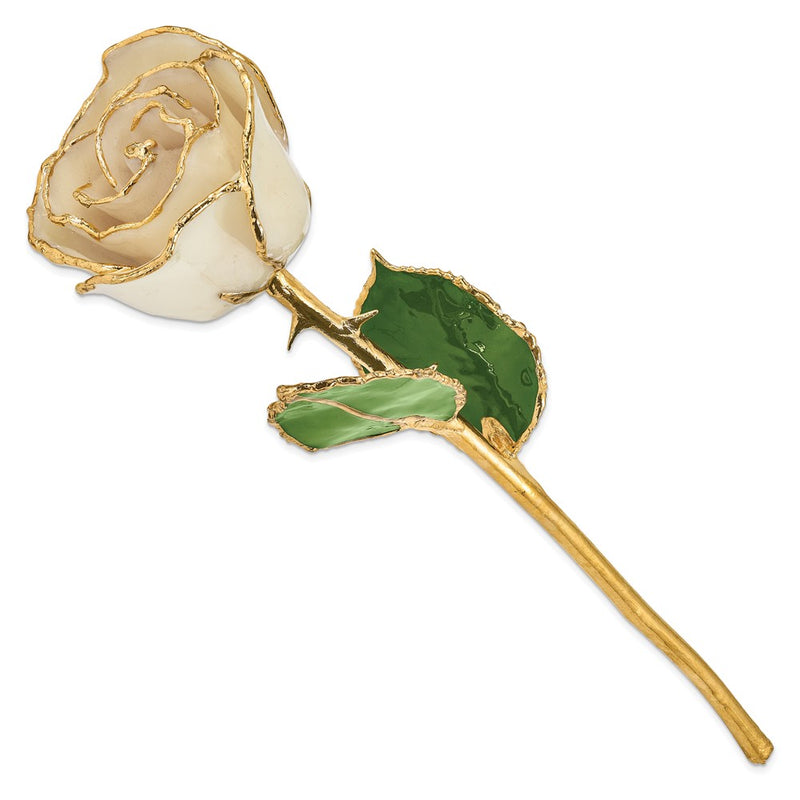 Lacquer Dipped Gold Trimmed White Real Rose