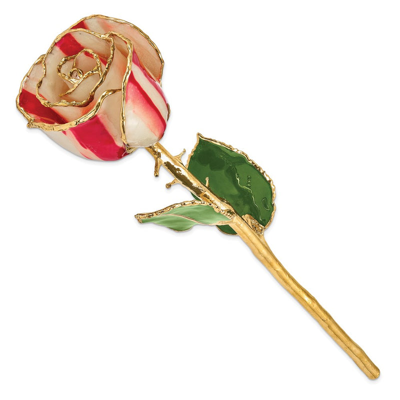 Lacquer Dipped Gold Trimmed Peppermint Real Rose